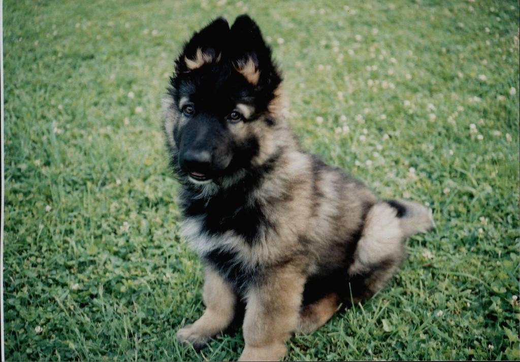 funny looking German Shepherd puppy.jpg
