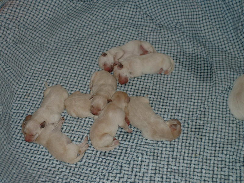 lab very young pups.jpg
