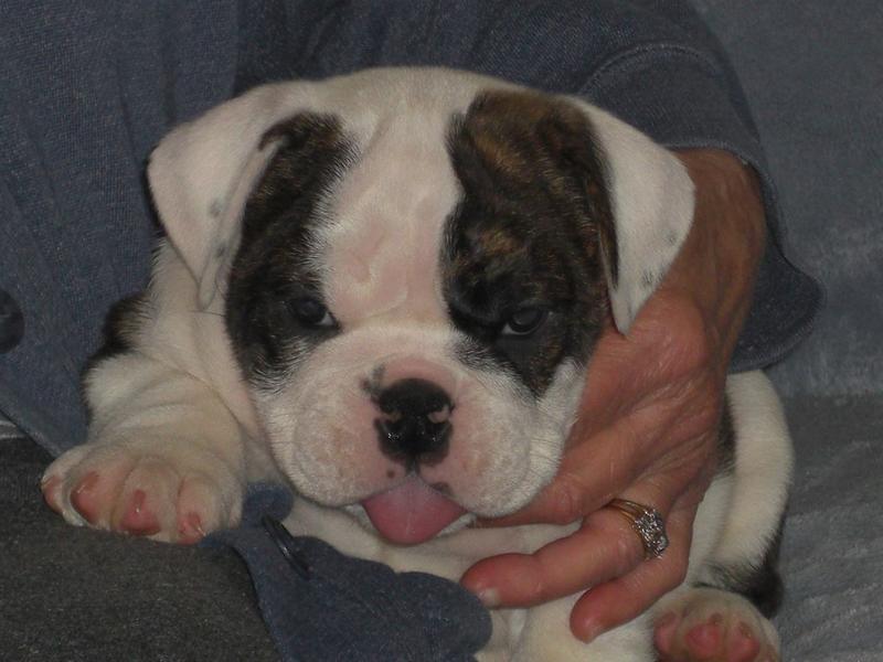 young cute Bulldog Puppy.jpg
