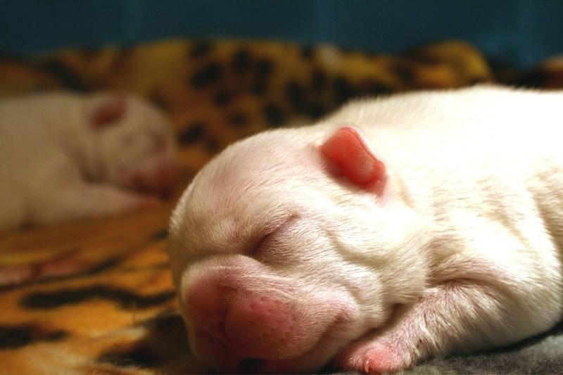 white newborn Bulldog Puppy.jpg
