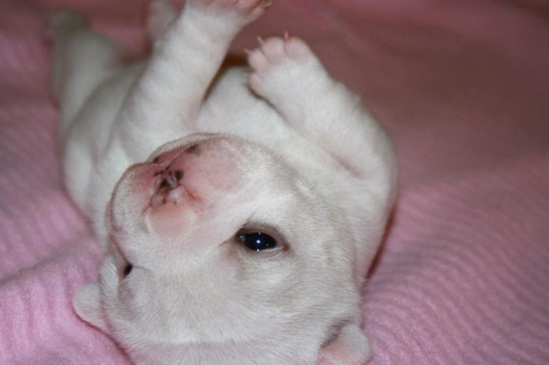white French newborn Bulldog Puppy on its belly.jpg
