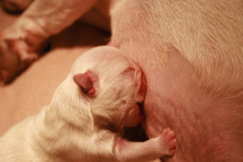 so cute looking newborn Bulldog Puppy drinking milk from its mother.jpg
