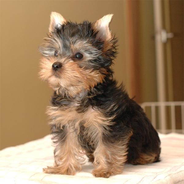 picture of yorkie puppy.jpg
