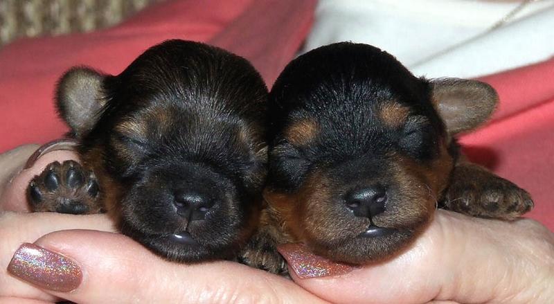 two cute looking yorkie puppies.jpg
