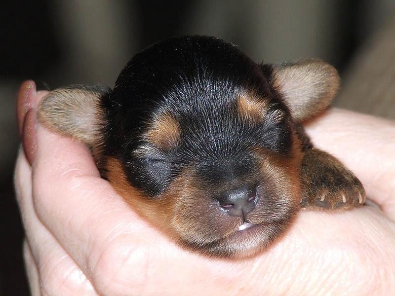 very young yorkshire terrier puppy face close up.jpg
