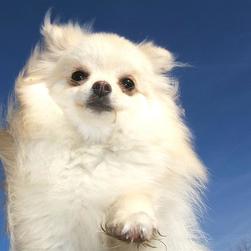 Pomeranian Puppy Pictures
