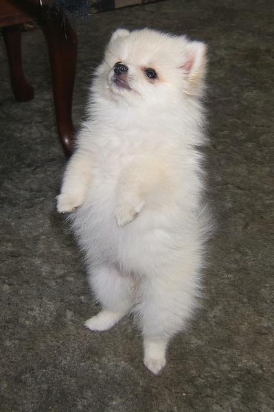 standing up Pomeranian puppy.jpg
