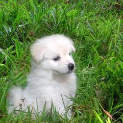 pretty white poneranian puppy photo.jpg
