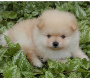 Pomeranian puppy pic.jpg

