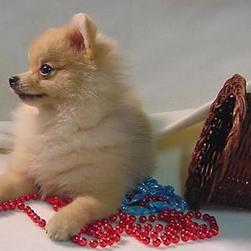 Pomeranian puppy photo.jpg
