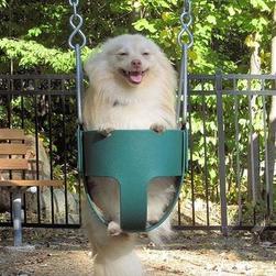 pomeranian puppy on swing_funny photo of puppy.jpg
