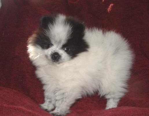 pomeranian puppy in white and black.jpg
