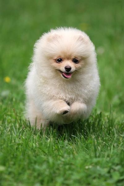 Pomeranian dog on running.jpg
