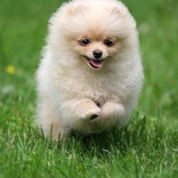Pomeranian dog on running.jpg

