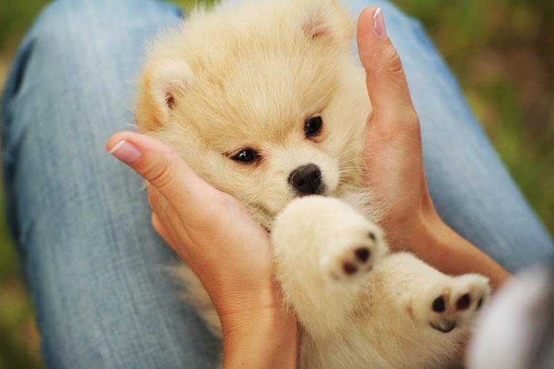 cute puppy pictures.jpg (2 comments) Hi-Res 720p HD