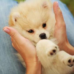 cute puppy pictures.jpg
