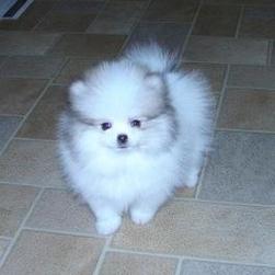 cute puppy picture of Pomeranian dog.jpg
