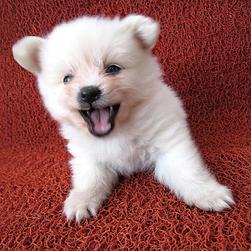 cute looking pomeranian puppy in white.jpg
