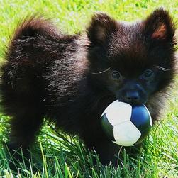 black pomeranian pup holding its ball on the grass outside.jpg
