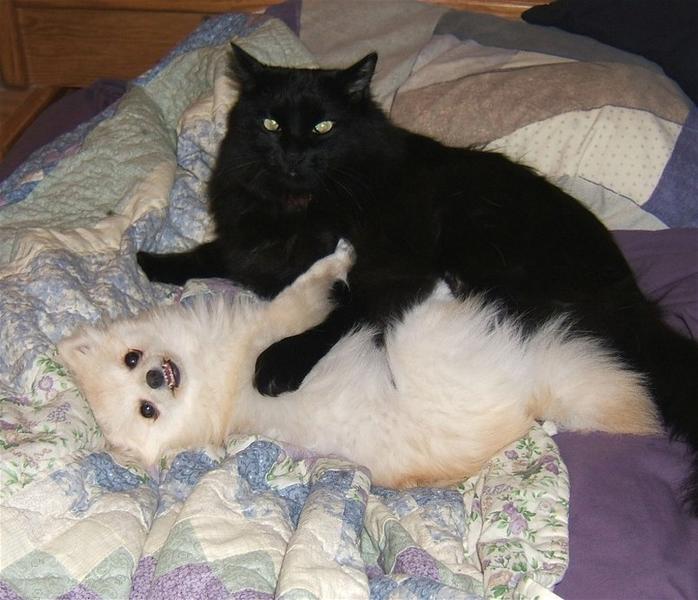 white Pomeranian puppy playing with cat friend.jpg
