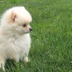 white Pomeranian puppy picture.jpg
