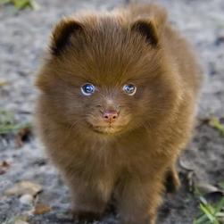 brown Pomeranian puppy.jpg

