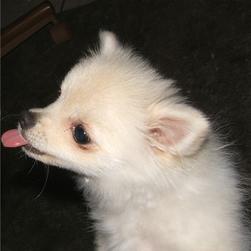 young pomeranian puppy sticking its tounge out.jpg
