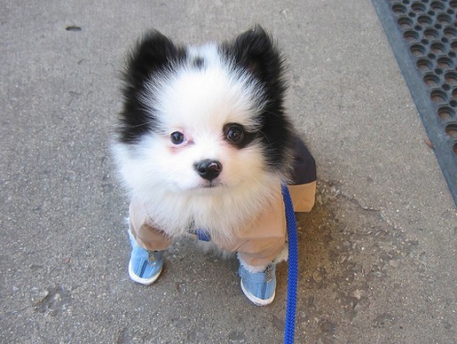 white black pomeranian puppy wearing shoes.jpg
