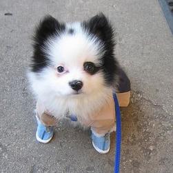 white black pomeranian puppy wearing shoes.jpg
