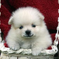 Pomeranian puppies white price