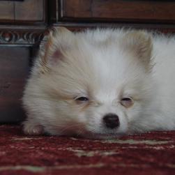 sleepy pomeranian pup.jpg
