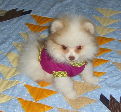 pomeranian puppy with pink outfit.jpg

