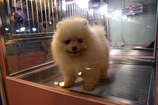 pomeranian puppy sale_please bring me home.jpg
