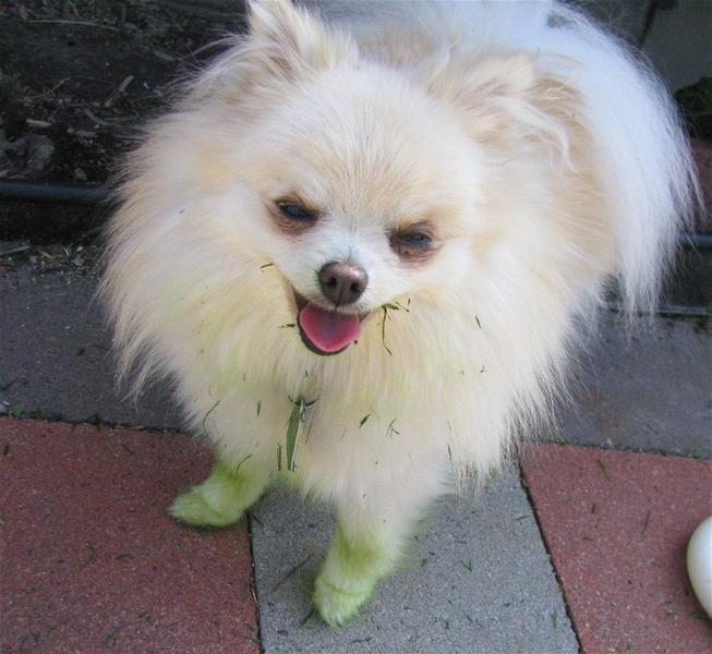 pomeranian puppy playing with grass and got some green color on its body.jpg
