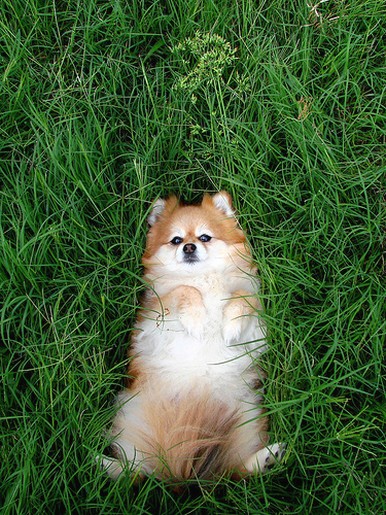 pomeranian puppy on the grass relaxing_puppy looks funny.jpg
