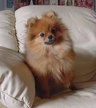 Pomeranian puppy breeder photo.jpg
