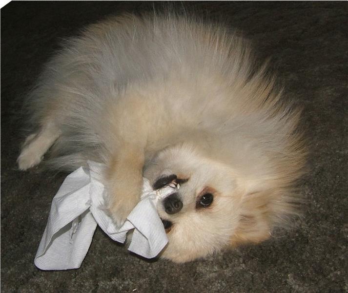 pomeranian puppy biting tissues.jpg
