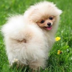 Pomeranian puppy cost