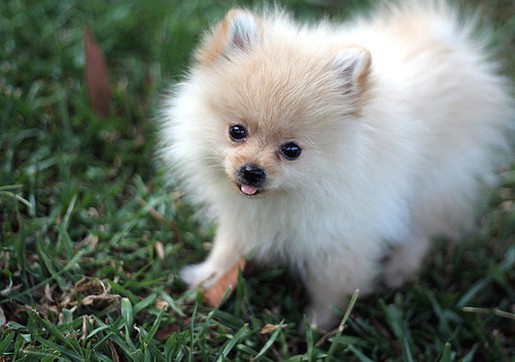 picture of Pomeranian puppy.jpg
