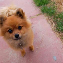 picture of golden tan poneranian puppy.jpg
