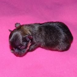 newborn pomeranian puppy photo.jpg
