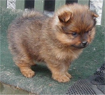 light brown Pomeranian puppy.jpg
