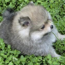grey Pomeranian puppy photo.jpg
