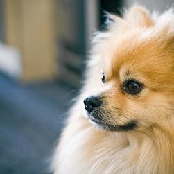 golden pomeranian puppy photo.jpg
