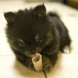 cute small black pomeranian puppy biting its bone.jpg
