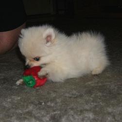 cute pomeranian puppy playing picture.jpg
