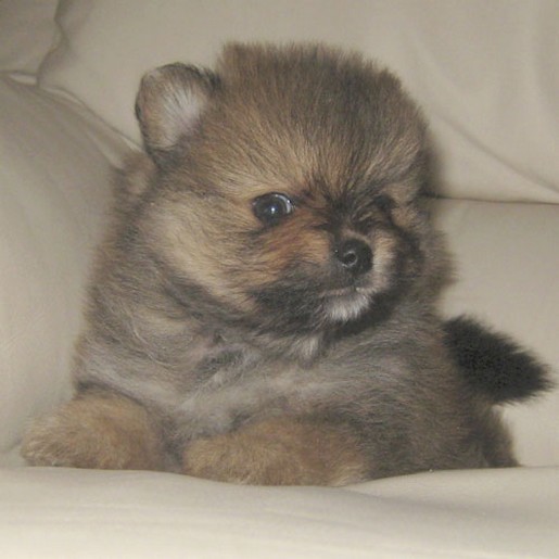 cute Pomeranian puppy photo in three colors.jpg
