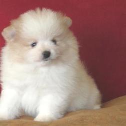 cute fat pomeranian puppy in white with some tan.jpg
