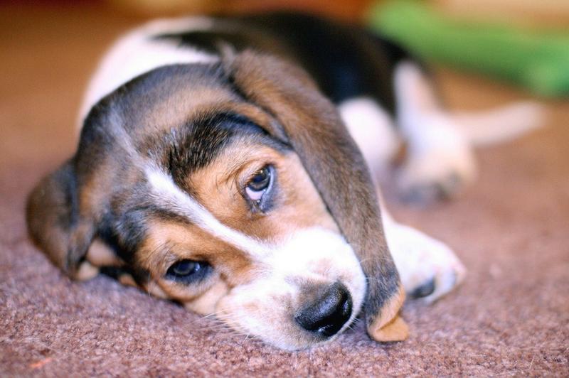 sweet and sad Basset puppy
