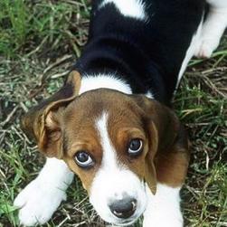 lovable Basset dog picture
